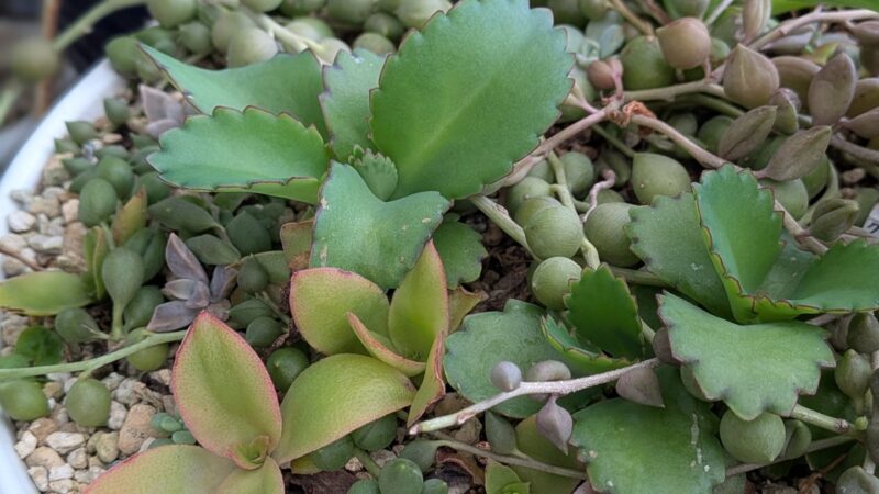 ほかの多肉植物の鉢から生えてきた子宝草