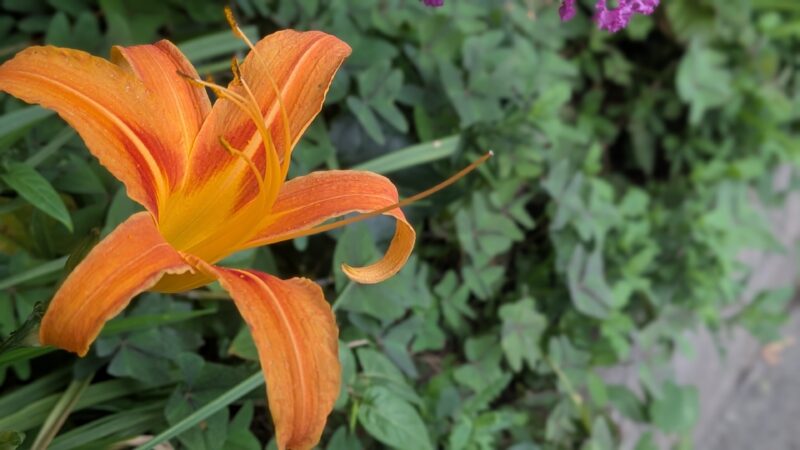 ノカンゾウの花とつぼみ