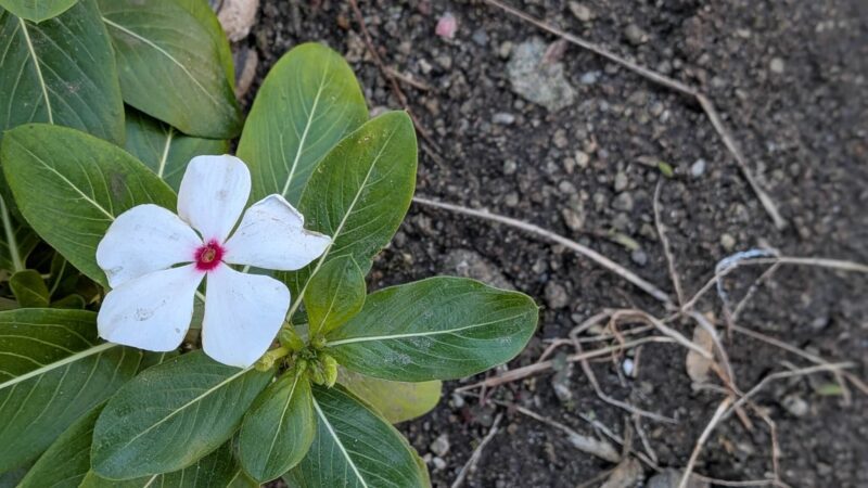ニチニチソウの花