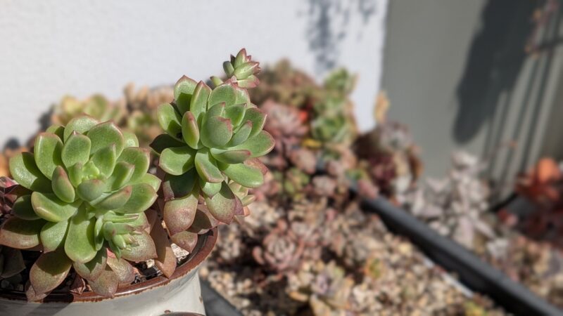 茎が立ち上がって群生するマーカス