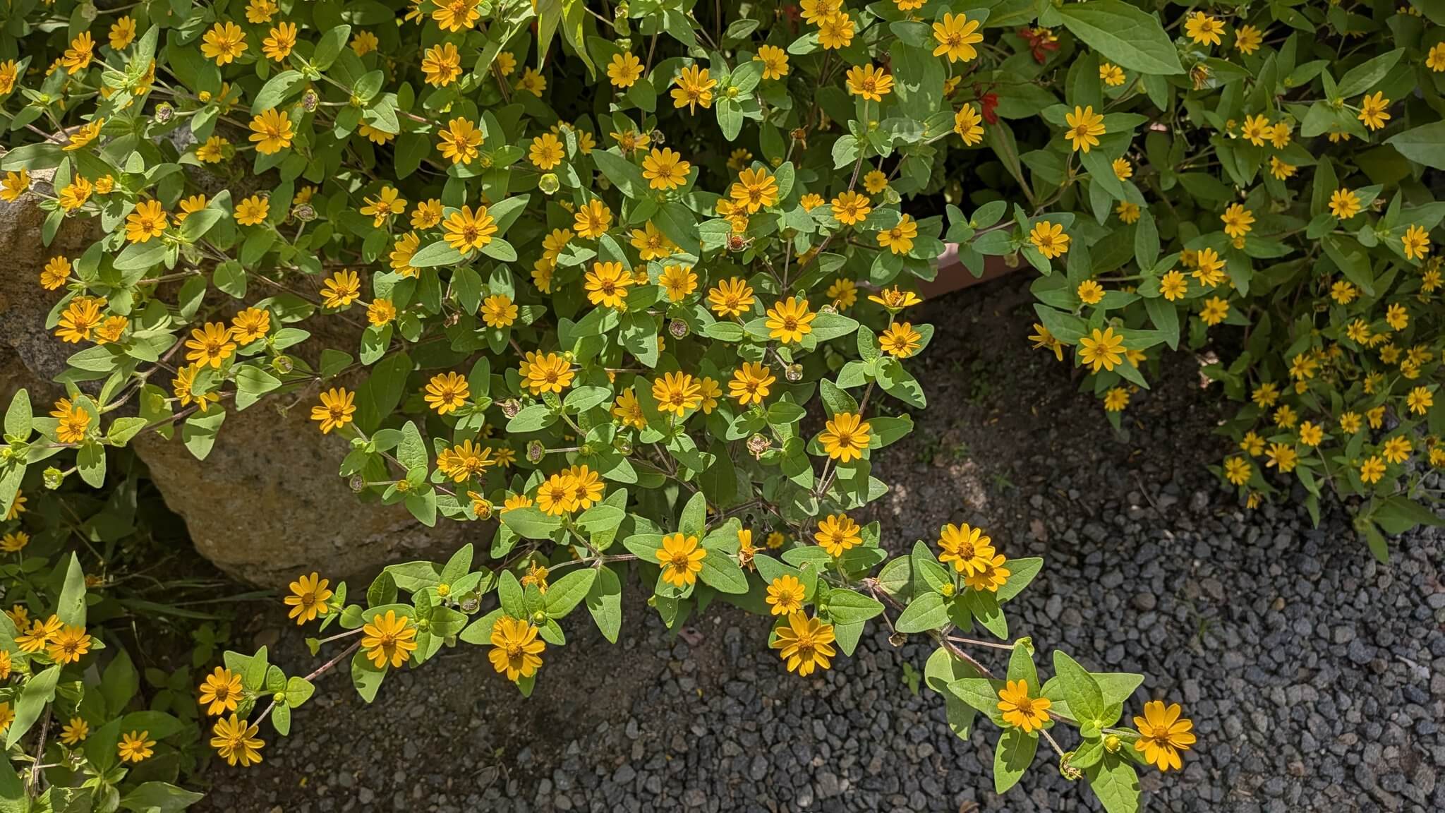 メランポジウム