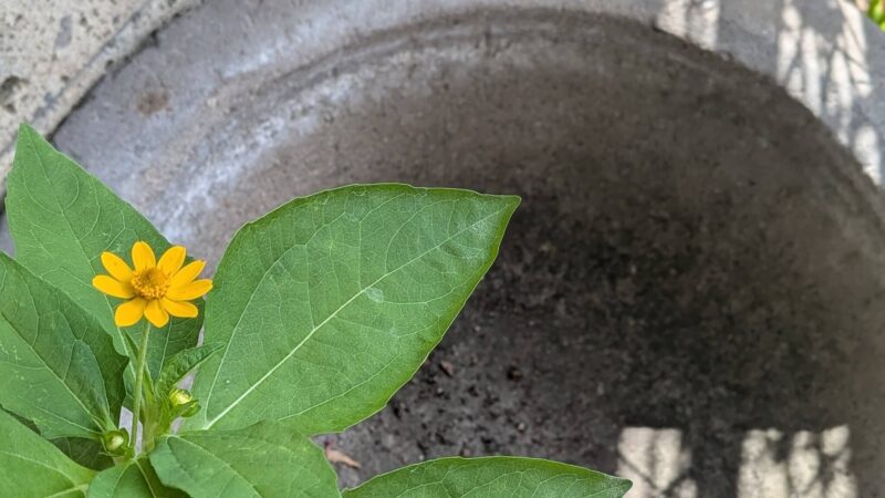 メランポジウムの花