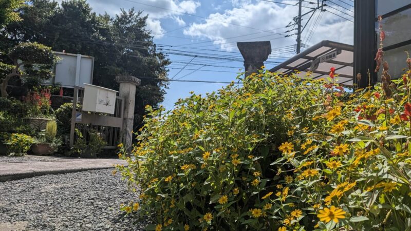 花壇のメランポジウム