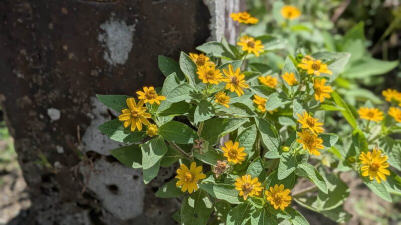 こんもり茂るメランポジウム