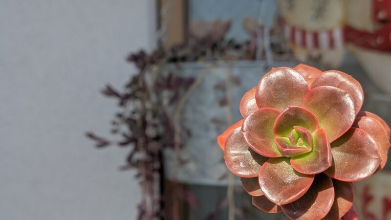群生したメラコ