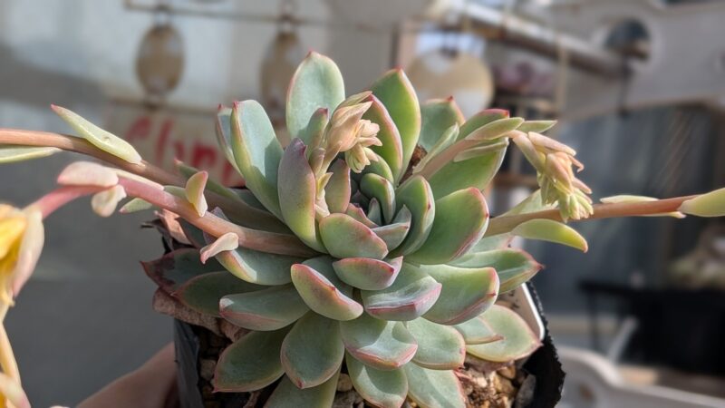 群生したモラン