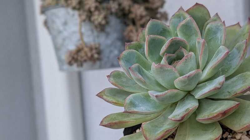 モランの株を横から見た様子
