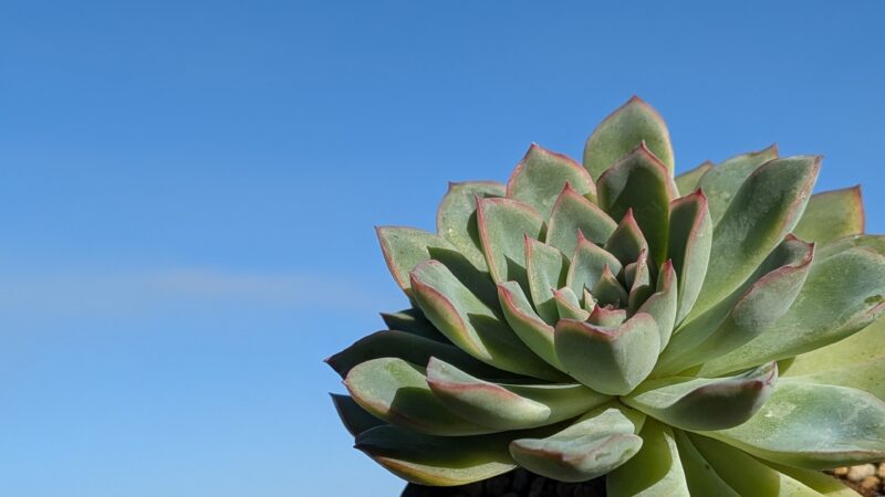 鉢植えのモラン