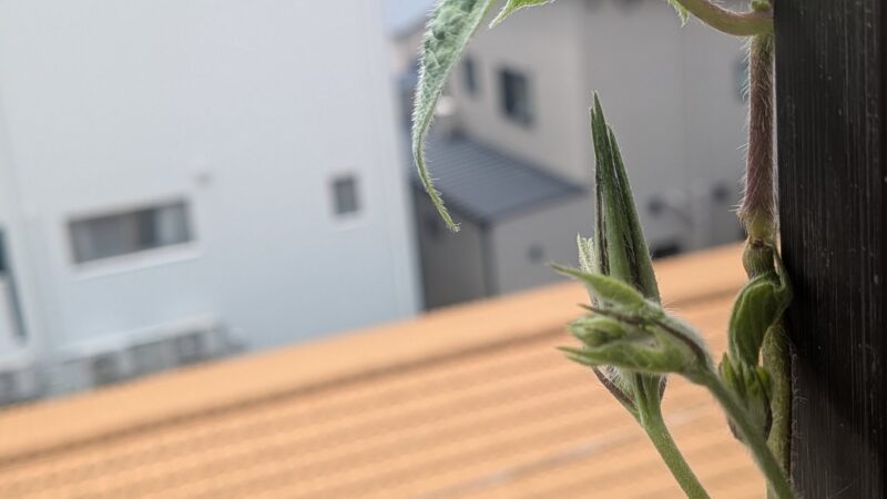 アサガオのつるとつぼみ