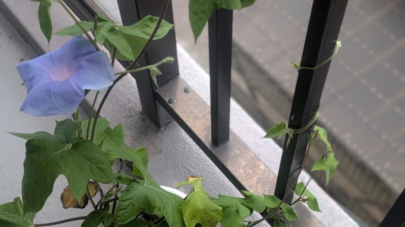 アサガオの葉