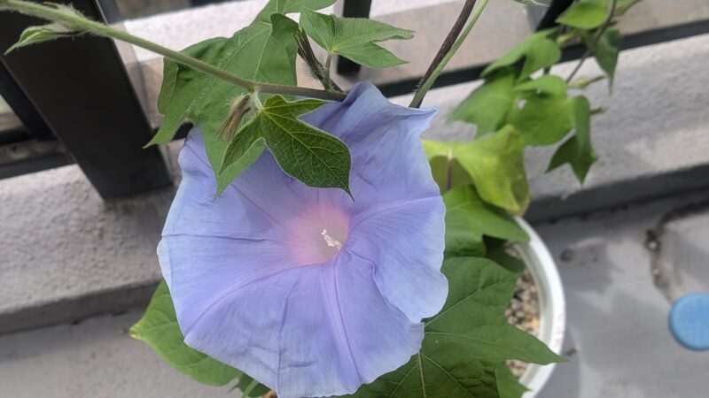 青紫のアサガオの花