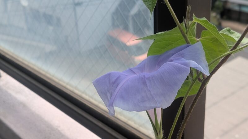 鉢植えのアサガオ