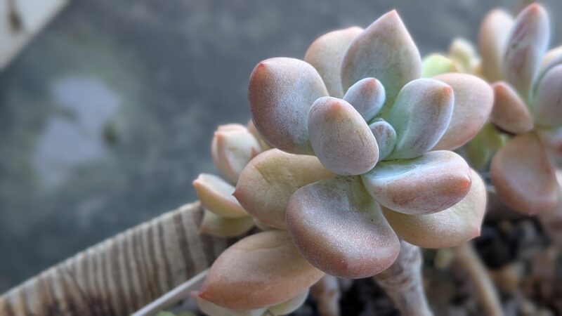 茎が伸びたオパリナ