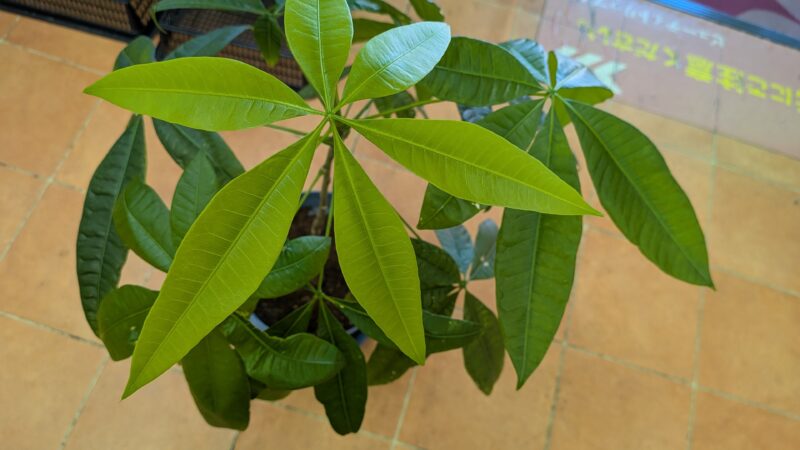 パキラの葉