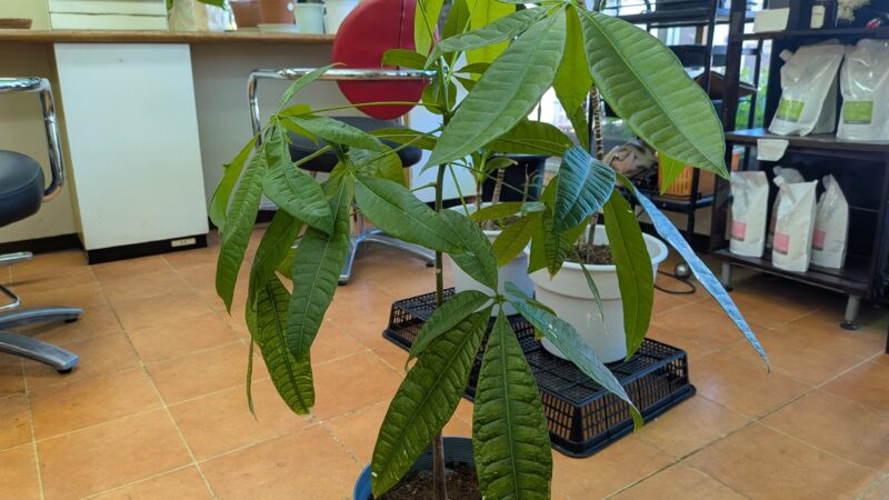 鉢植えのパキラ