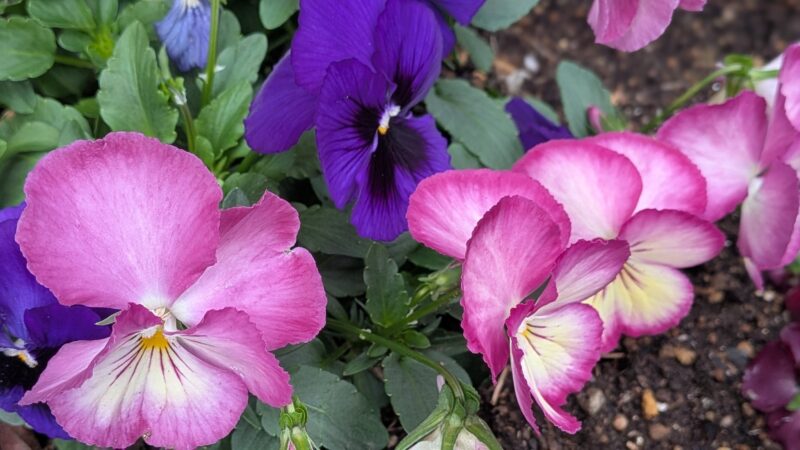 パンジーの花