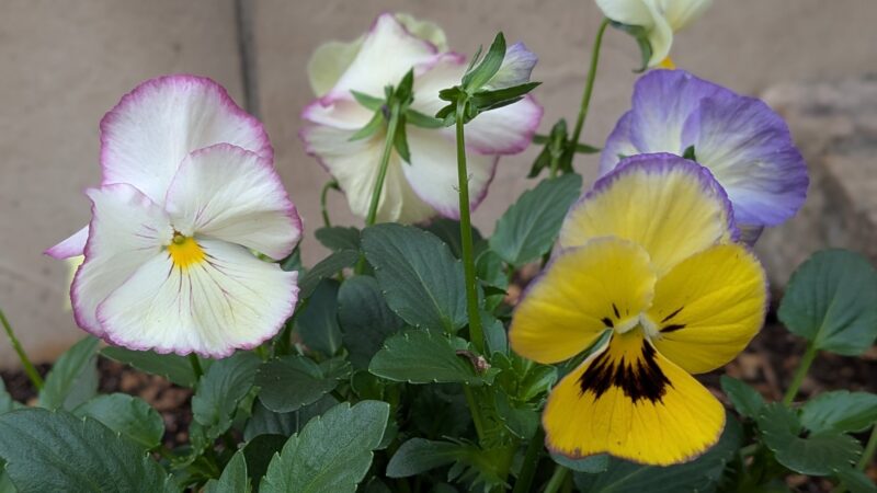 寄せ植えのビオラ