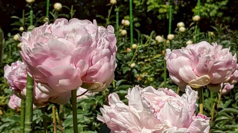 シャクヤクの花