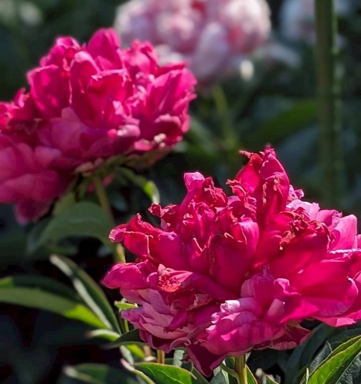 シャクヤクのつぼみと花