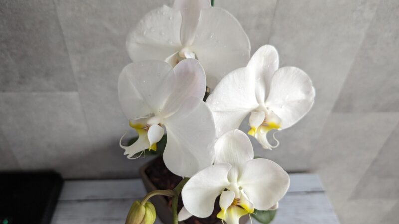 コチョウランの花茎