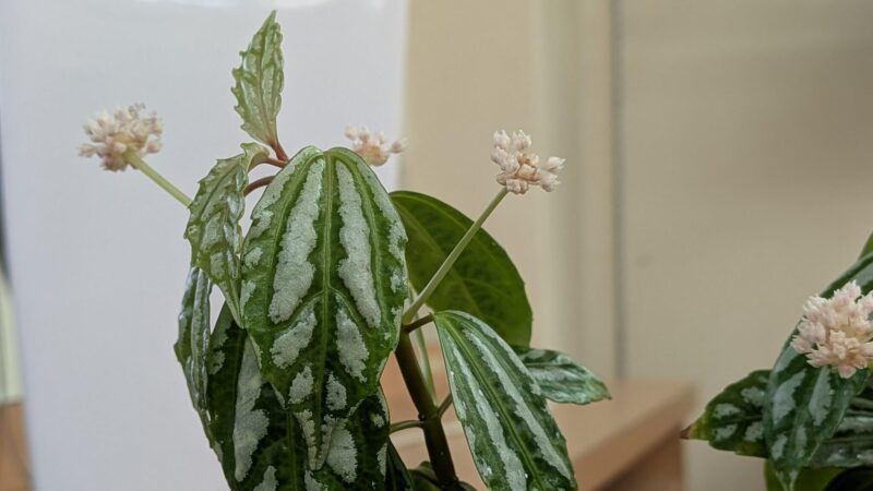 鉢植えのピレア