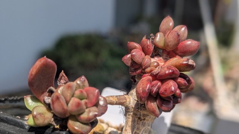 木立ちになったピンクルビー