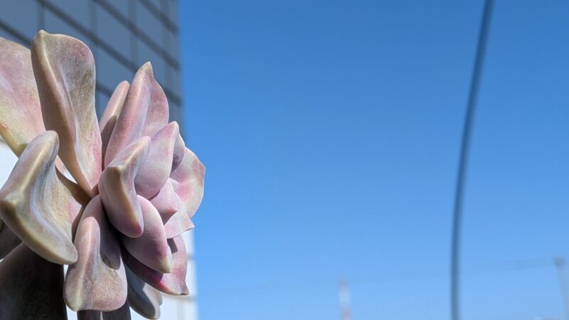 パープルディライトの葉の質感