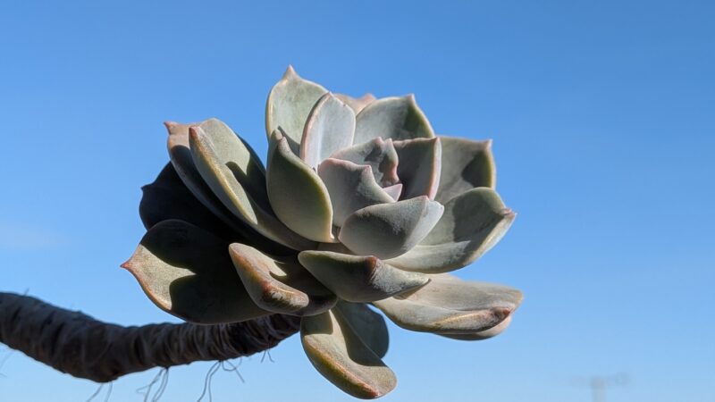 寄せ植えのパープルディライト
