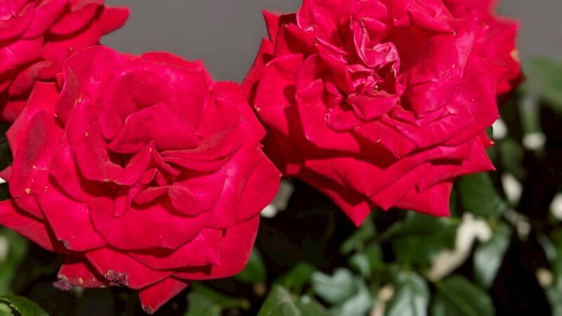 バラの花