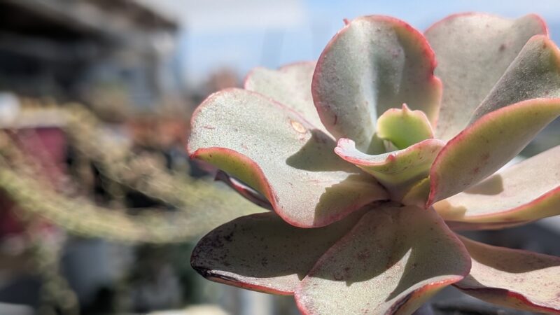 鉢植えの高砂の翁