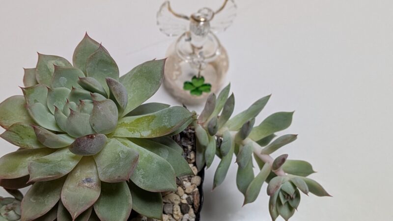 鉢植えのティッピー