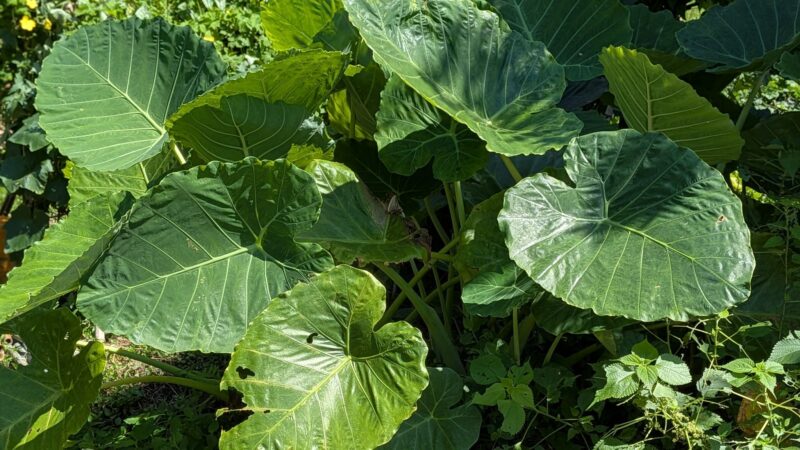 大きく茂ったハスイモの株
