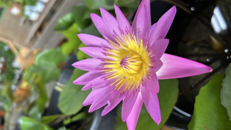 熱帯スイレンの葉と花