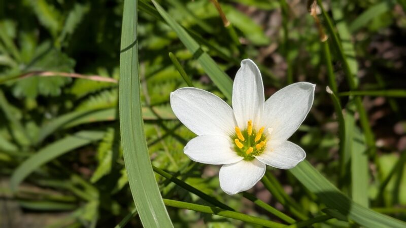 タマスダレの花と葉