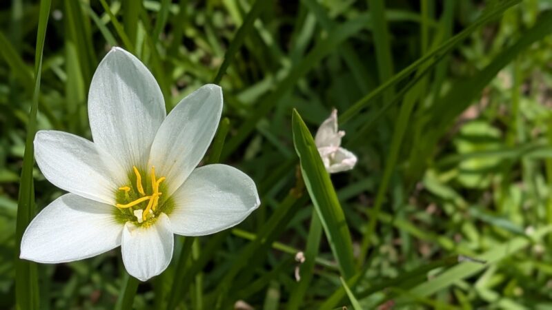 花壇のタマスダレ